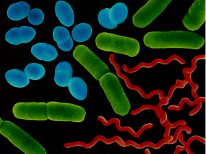 Bacteriology