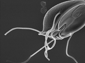 Parasitology